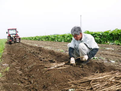 最旬食材!無農薬・無化学肥料栽培で育てた熊本県菊池市産の「有機栽培の水田ごぼう」早い者勝ちです!_a0254656_16194147.jpg
