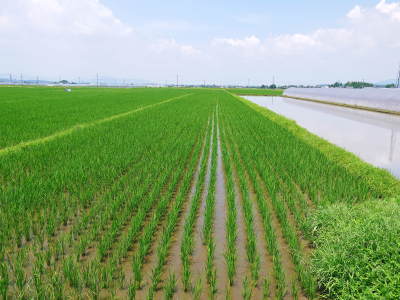 最旬食材!無農薬・無化学肥料栽培で育てた熊本県菊池市産の「有機栽培の水田ごぼう」早い者勝ちです!_a0254656_16284532.jpg