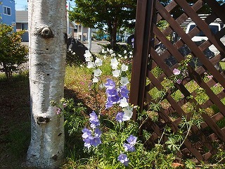 e0004756_20090105.jpg