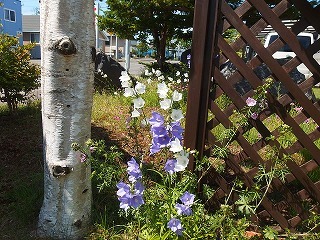 庭にピンクや紫の花々_e0004756_20090105.jpg