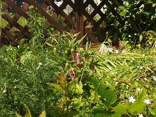e0004756_20165584.jpg