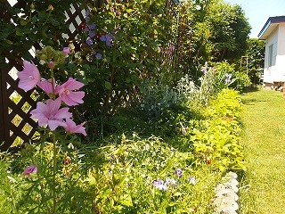 庭にピンクや紫の花々_e0004756_20263786.jpg