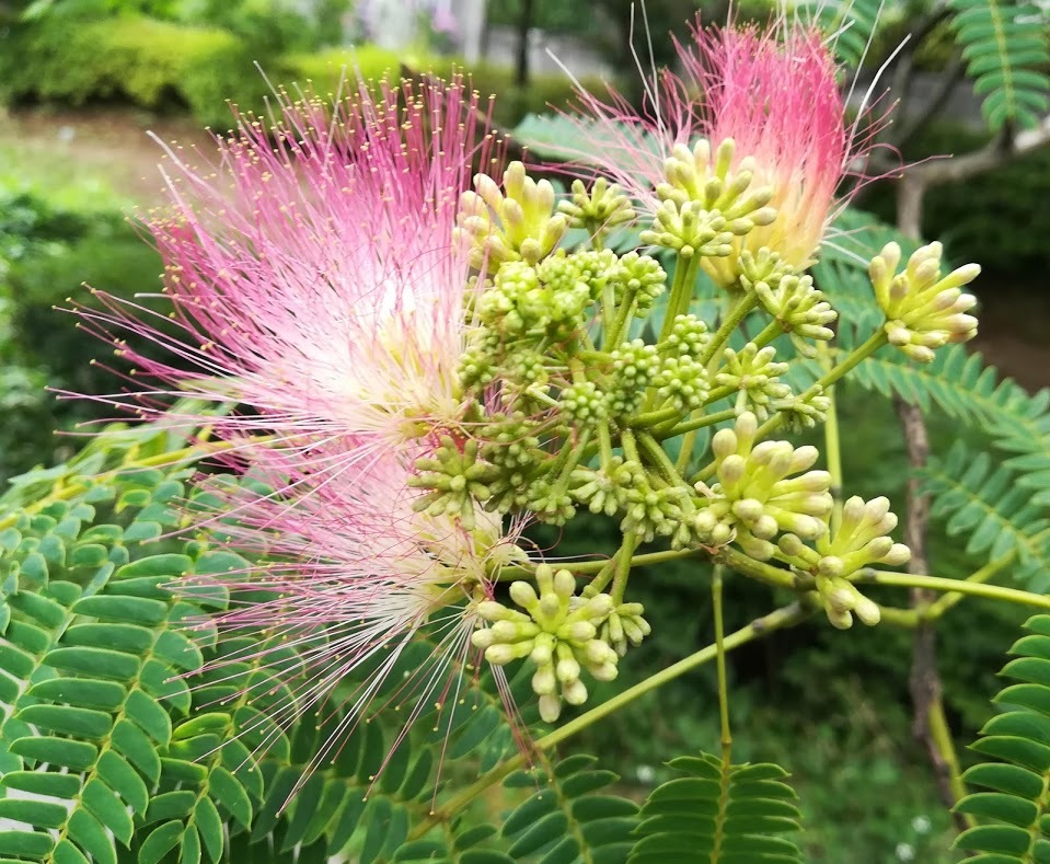 a0248459_18315574.jpg