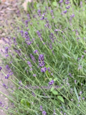 d0240961_11570350.jpeg