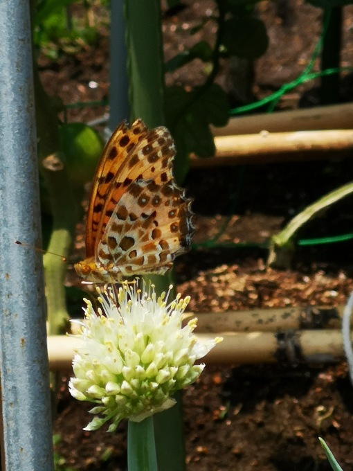 孫の水泳大会、コンサート、庭の野菜_d0372766_01185546.jpg