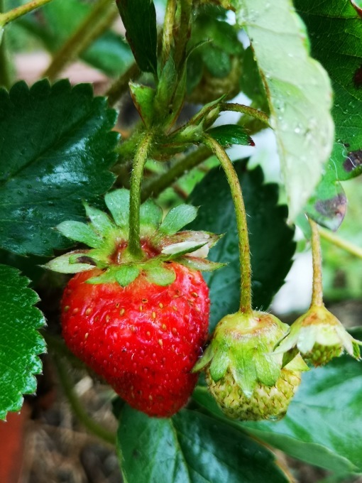 孫の水泳大会、コンサート、庭の野菜_d0372766_01192998.jpg