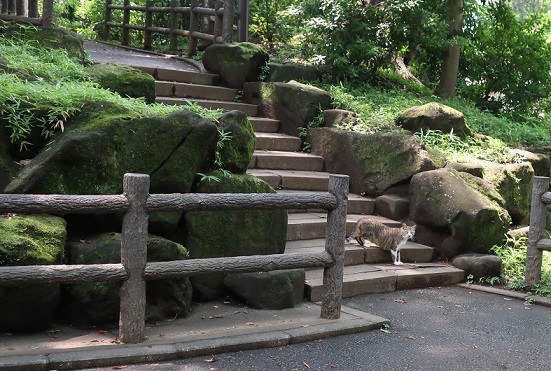 ネコと喜多院と甘いもの アスタリスク日記 ネコと喜多院と甘いもの アスタリスク日記