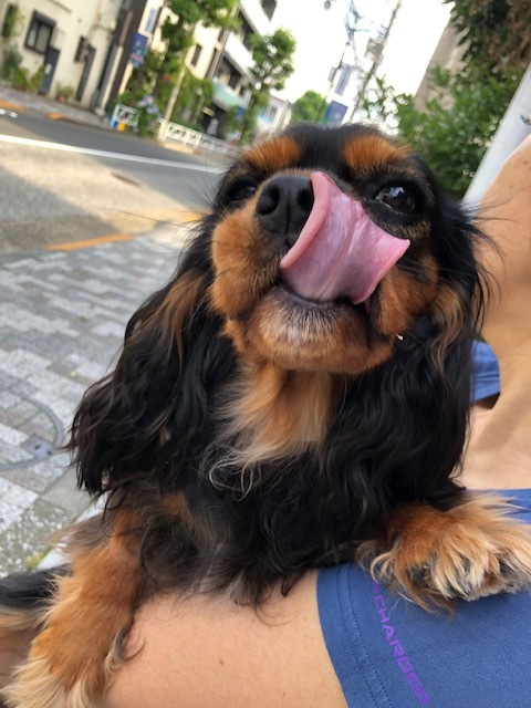 デイジーちゃんのお泊り(2019・6・26)_e0367571_20550060.jpg