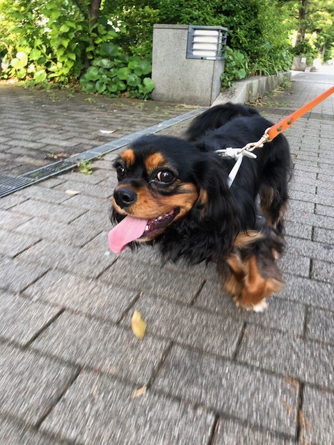 デイジーちゃんのお泊り(2019・6・26)_e0367571_20551475.jpg