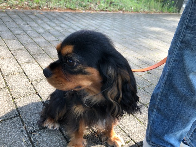 デイジーちゃんのお泊り(2019・6・26)_e0367571_20552933.jpg