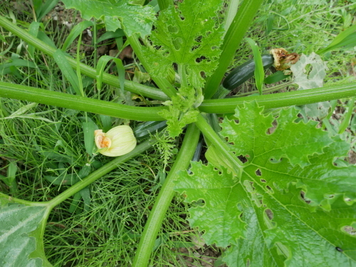 f0054677_07355228.jpg