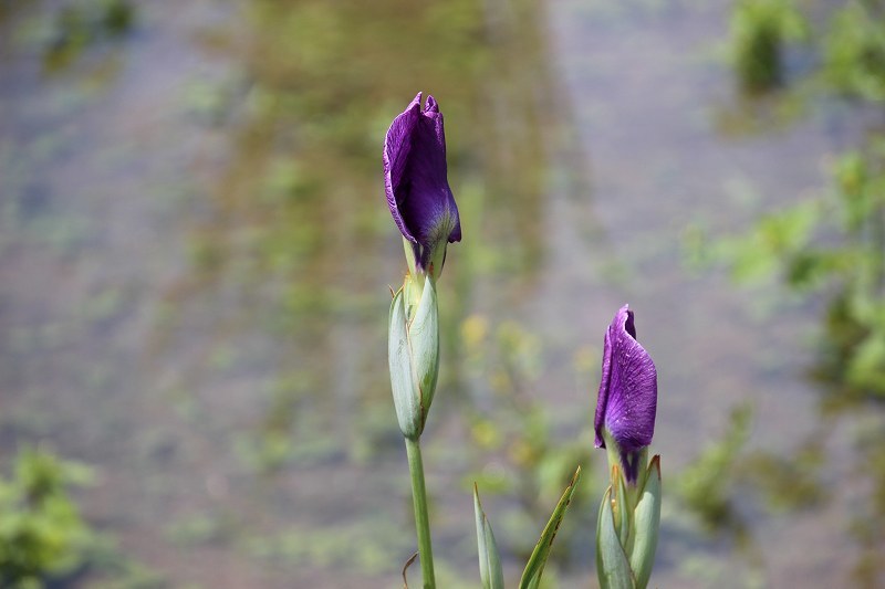 ときがわ花菖蒲園(６月１７日）_d0381582_19401160.jpg