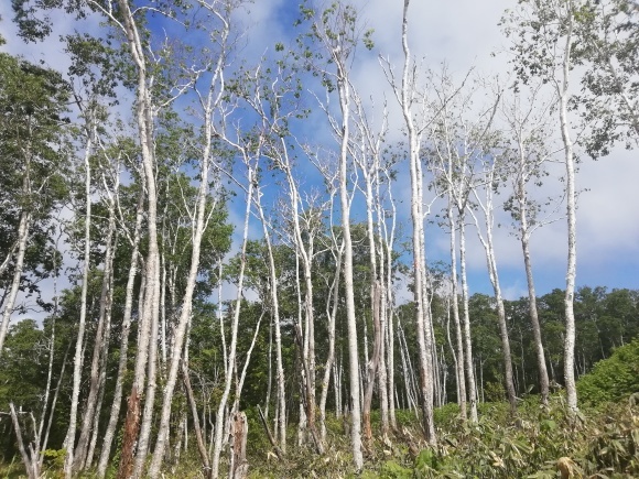 c0212083_17042040.jpg