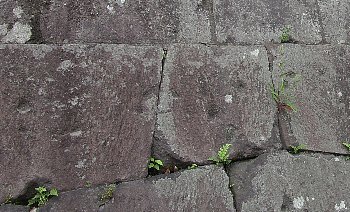 ６月２２日「第４回フルムーン夫婦グリーンパスの旅　鹿児島」_f0003283_16391512.jpg