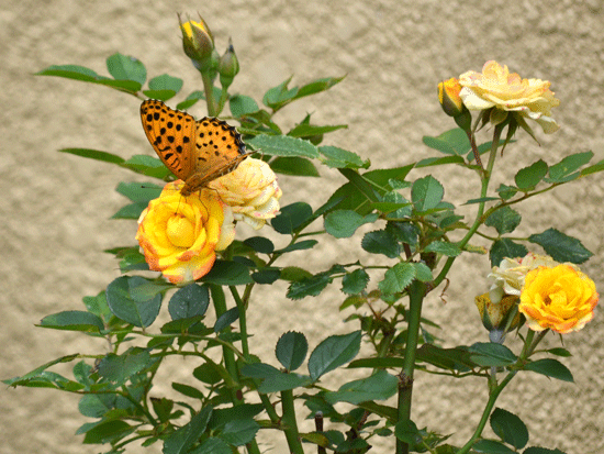e0246788_11024658.gif