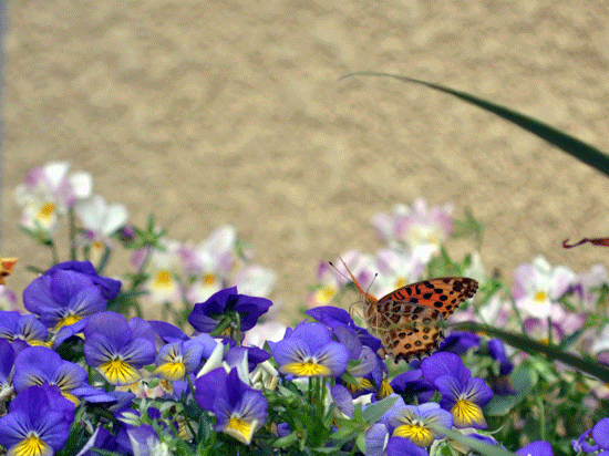 e0246788_11034191.gif