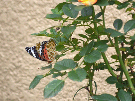 e0246788_11041604.gif