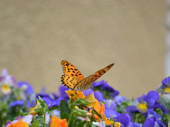 e0246788_11045192.gif