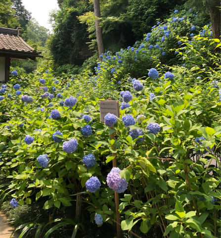 明月院の紫陽花_d0233891_14011603.jpg