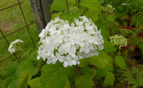 梅雨入り もしくは 紫陽花_a0236300_21555688.jpg