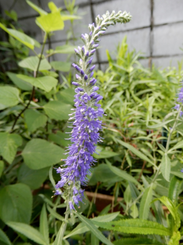 e0025300_2221528.jpg