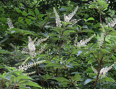 リョウブの花 樹木見て歩き