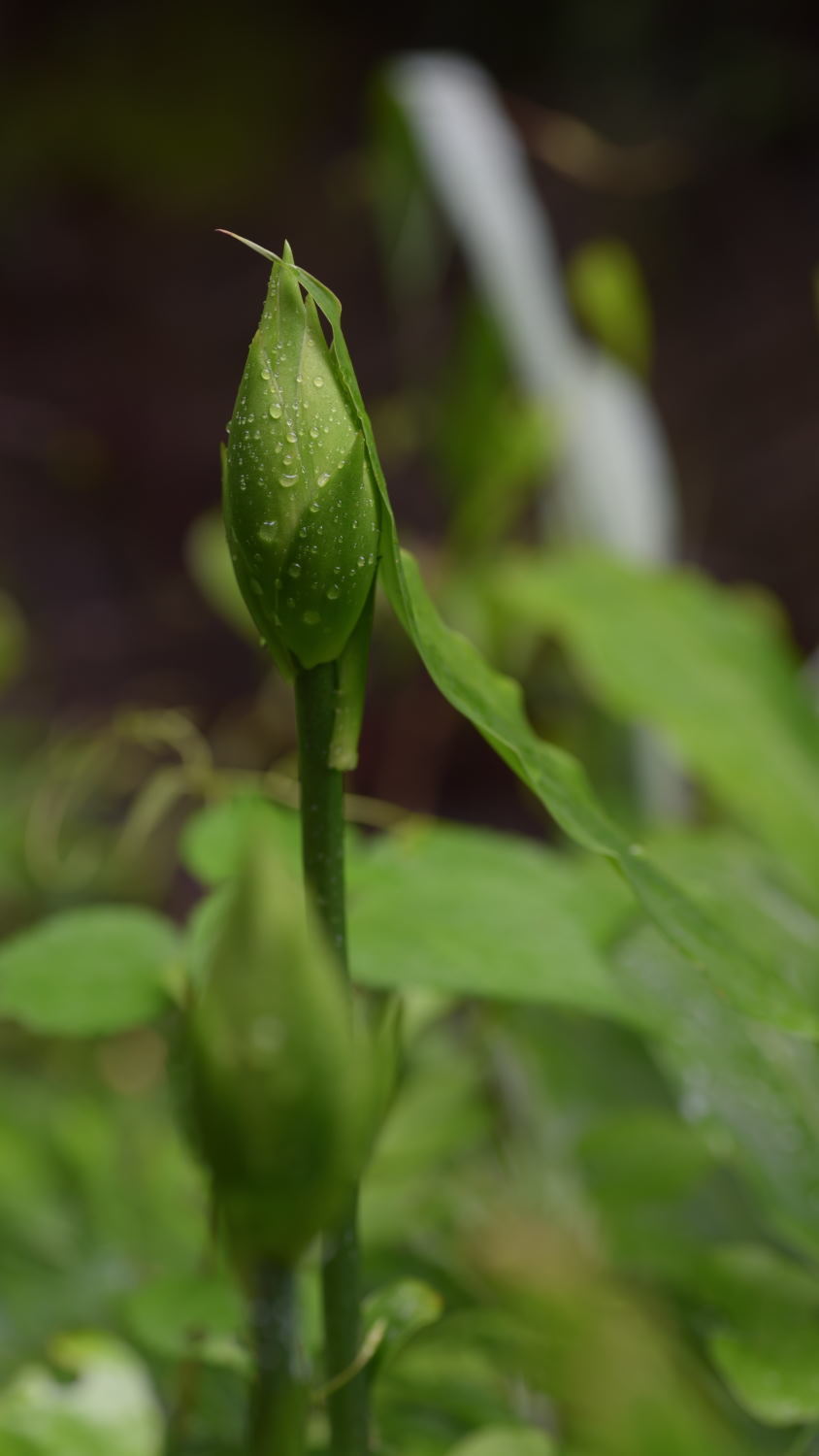 雨の後で！_d0355116_21141771.jpg