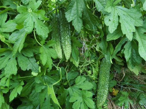 ゴーヤ栽培のコツ 心はいつも青春