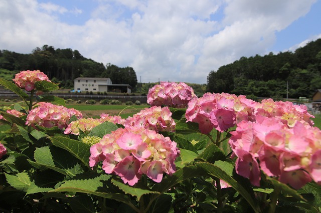 咲き誇るアジサイの花散策（その3）（撮影：6月12日）_e0321325_13503808.jpg