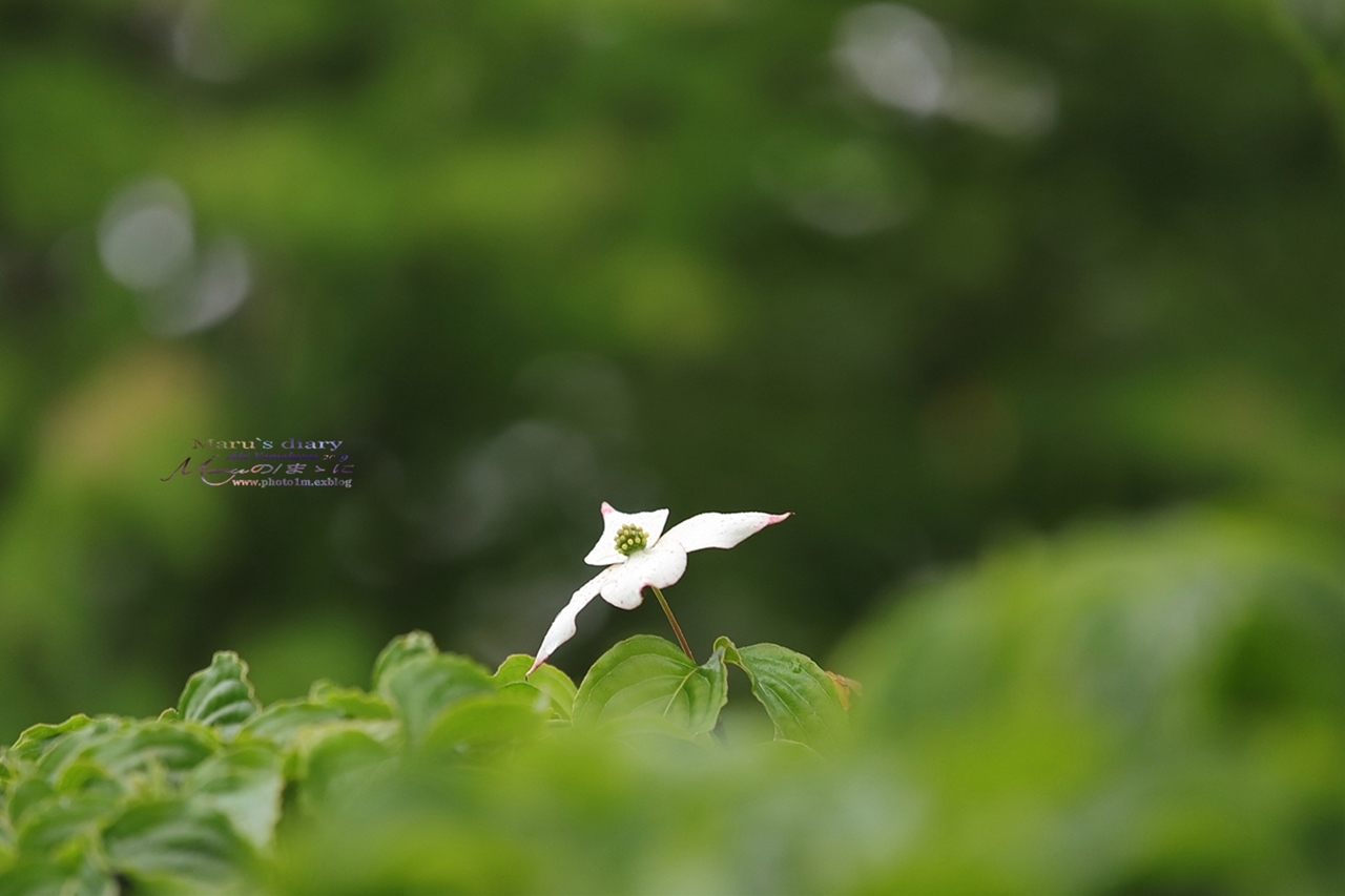 まゝに/富士花鳥園　 番外　山中湖　富士5合目_d0342426_22225332.jpg