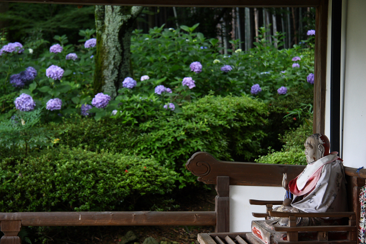 京都回顧 初夏の花咲くお寺－一言寺のアジサイ－_b0169330_033117.jpg