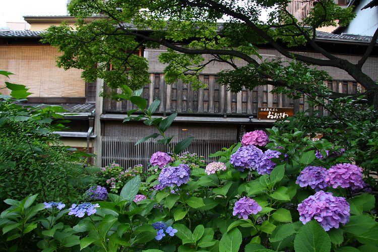 京都回顧 初夏の花咲くお寺－祇園白川のアジサイ－_b0169330_7312846.jpg