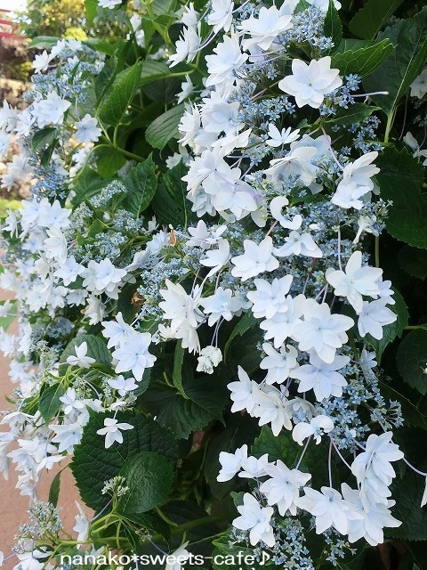 紫陽花を見ながらお散歩_d0147030_21311672.jpg