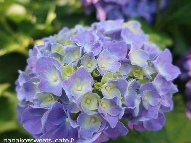 紫陽花を見ながらお散歩_d0147030_21314450.jpg