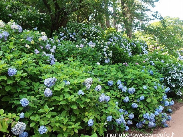 紫陽花を見ながらお散歩_d0147030_21320174.jpg