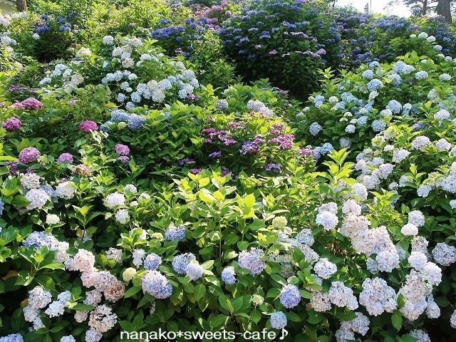 紫陽花を見ながらお散歩_d0147030_21321983.jpg