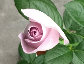 e0138031_07371215.jpg