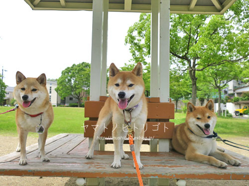 三犬三様_e0394031_07432776.jpg