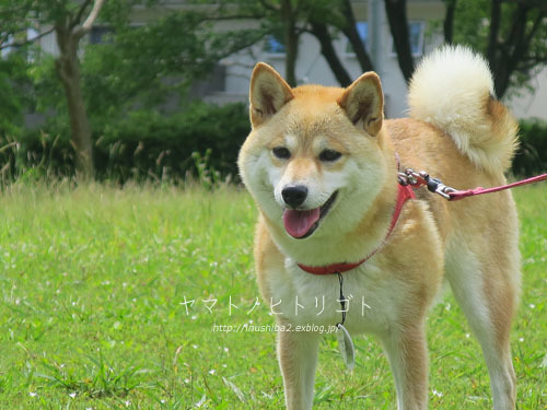三犬三様_e0394031_07434669.jpg