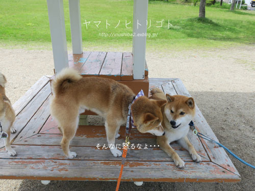 三犬三様_e0394031_07435070.jpg