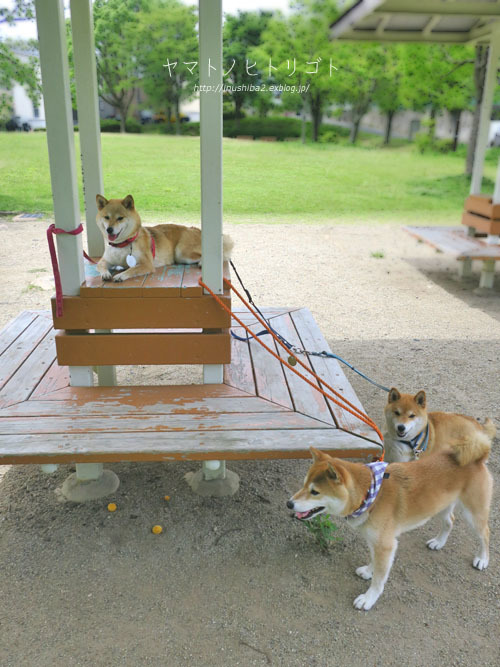三犬三様_e0394031_07435290.jpg
