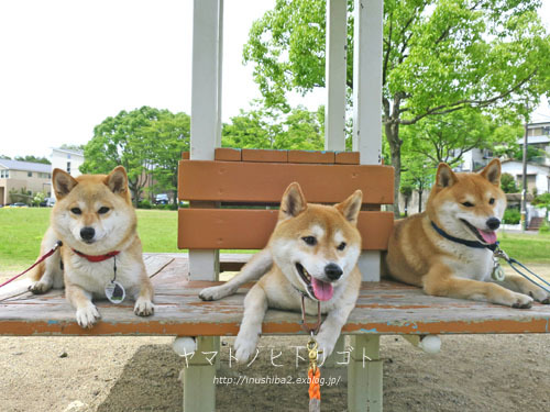 三犬三様_e0394031_07435754.jpg