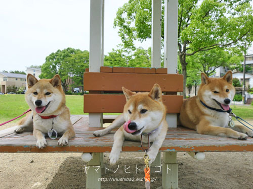 三犬三様_e0394031_07435932.jpg