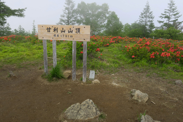 レンゲツツジ咲く甘利山へ_f0126932_20472224.jpg