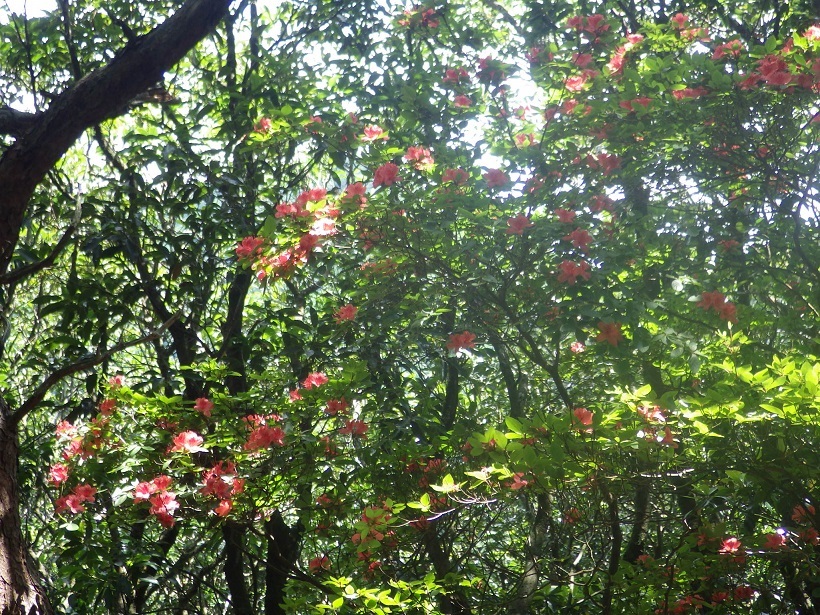 背振山系を歩く・・ムヨウラン_e0164643_14482603.jpg