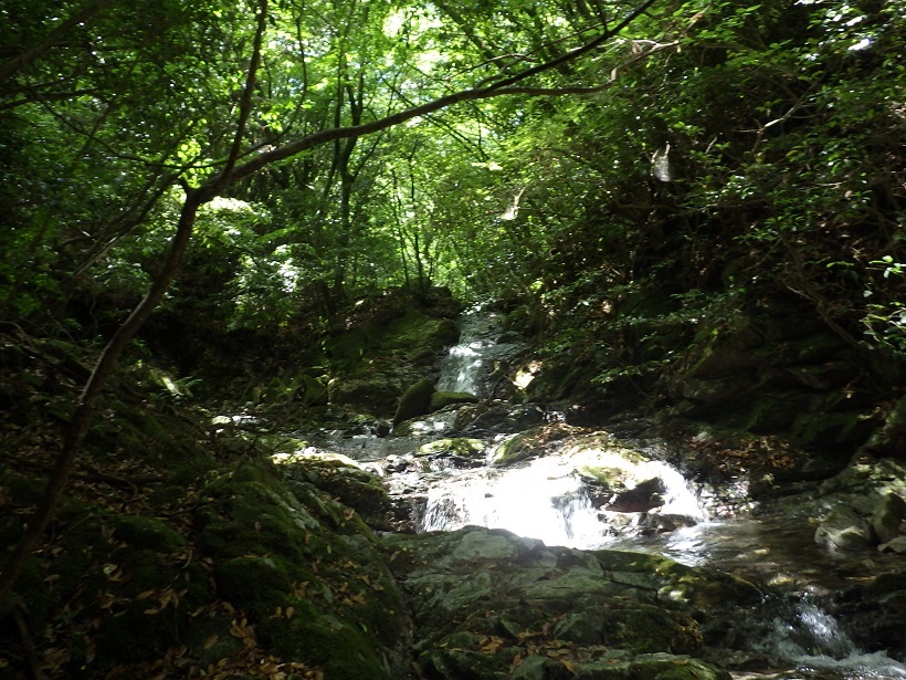 背振山系を歩く・・ムヨウラン_e0164643_14484409.jpg