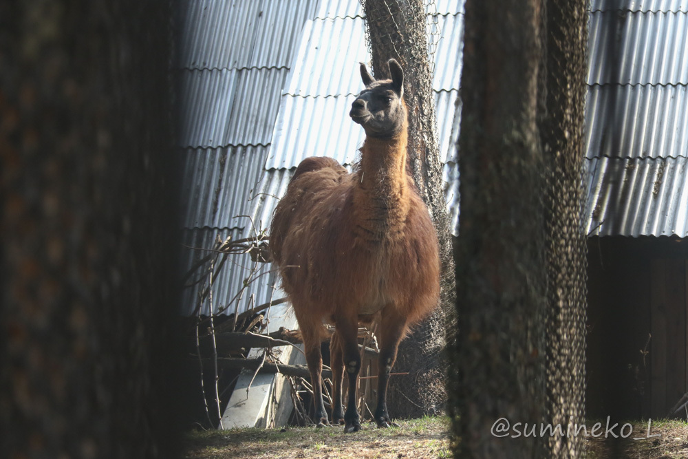 2019/05/03-05 ノボシビルスク動物園１１ クマ・鳥類・キエリテン・草食動物_b0330044_21374248.jpg