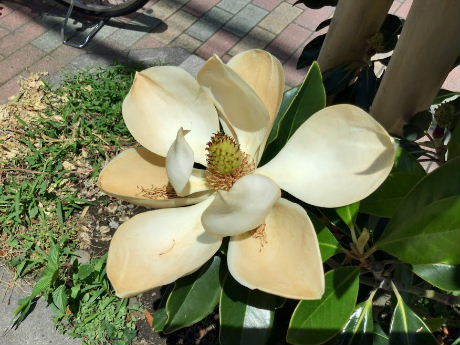26日の白い花の画像は、最終的に「タイサンボクリトルジェム」らしい 