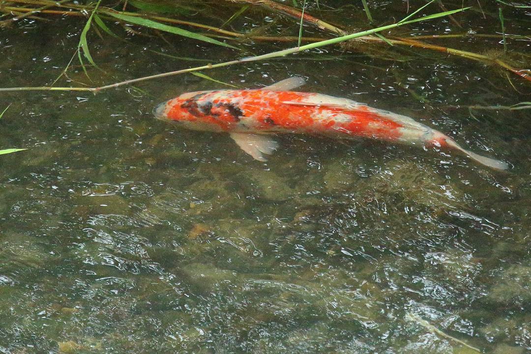 e0403850_23583438.jpg