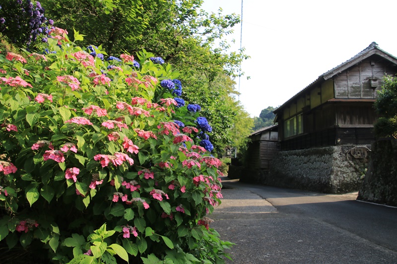 里山に咲く紫陽花♪　～花沢の里・2～_a0167759_110213.jpg